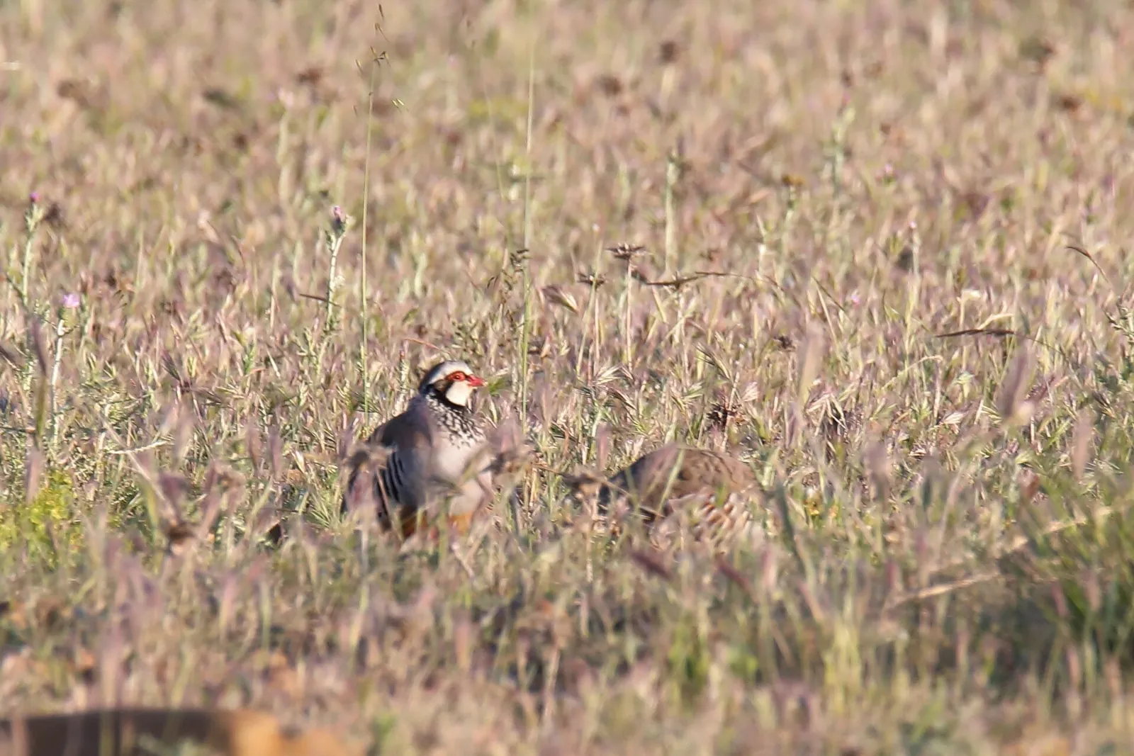 En Creuse, la Fédération des chasseurs mobilise 423 écoliers pour nettoyer la nature