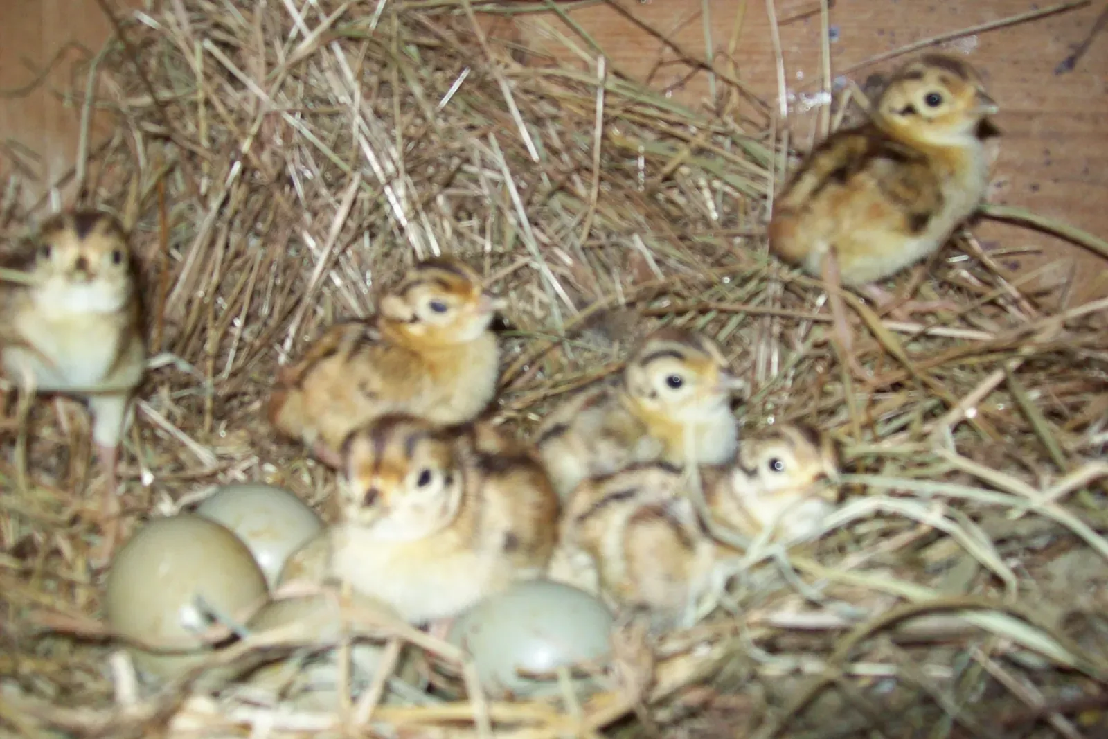 Puy de Nature : les chasseurs du 63 ont sensibilisé près de 1 800 personnes à la biodiversité