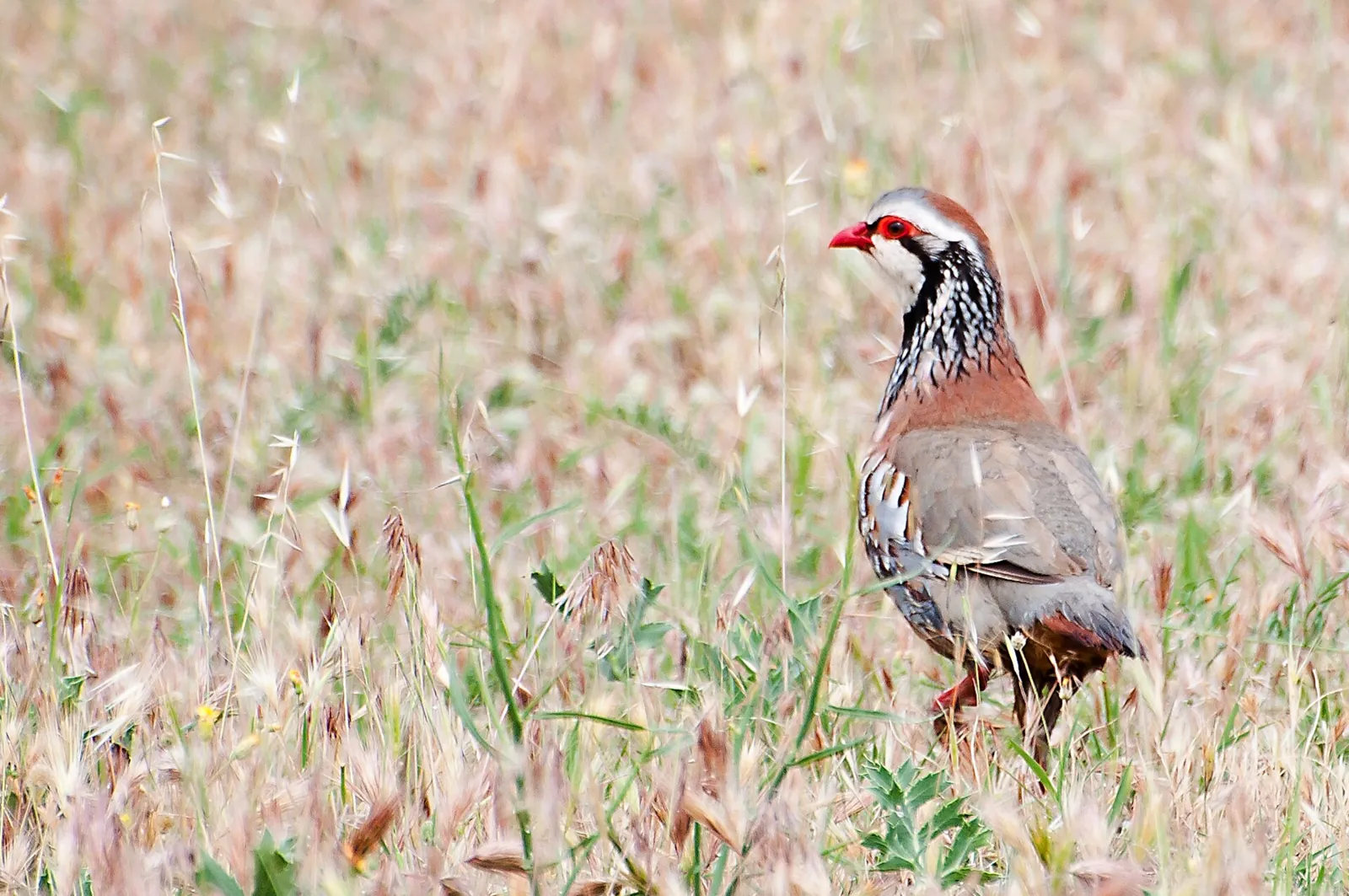 La Fédération des chasseurs de la Sarthe franchit son 1000ème projet d'Éco-Contribution pour la biodiversité