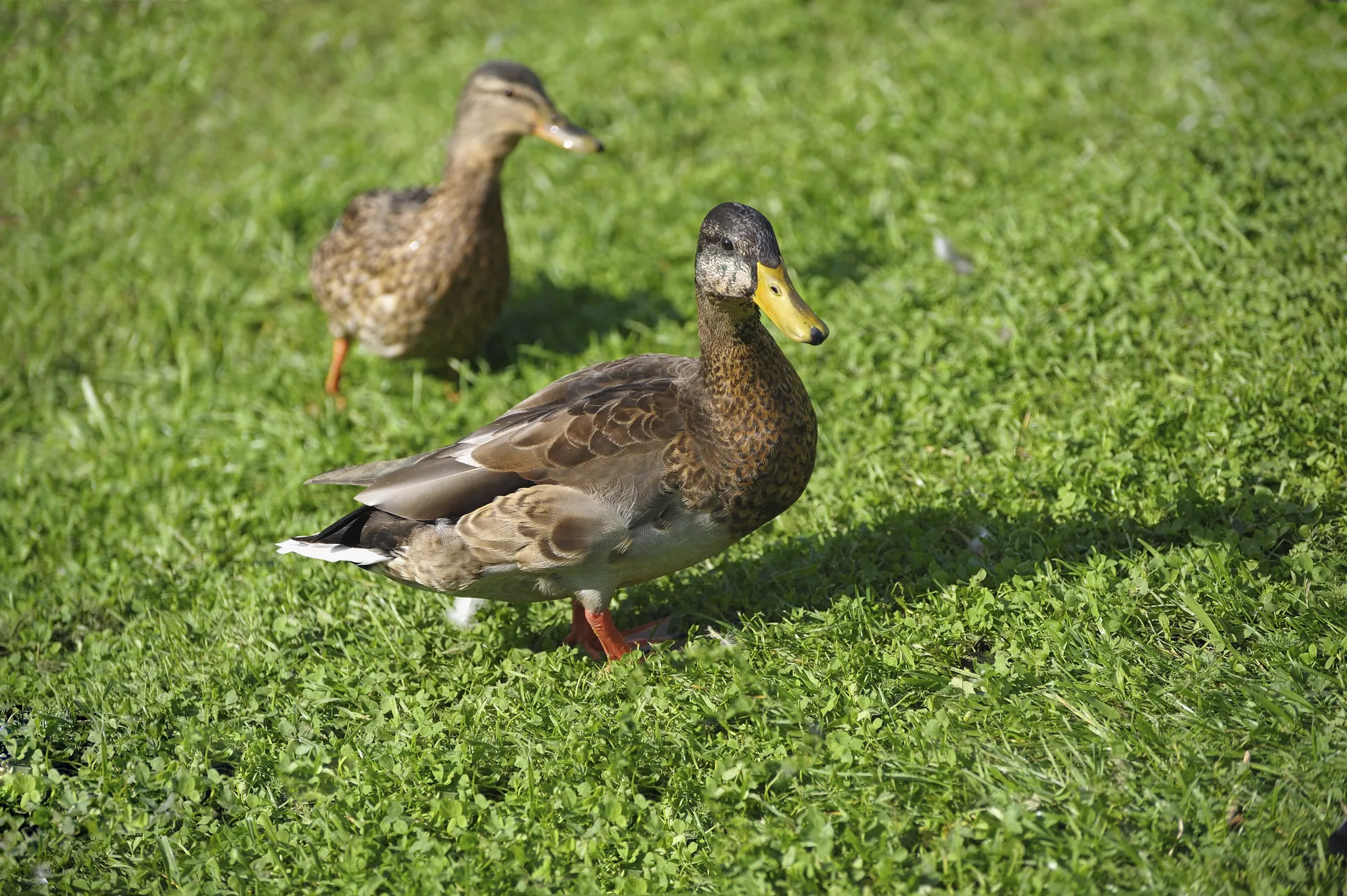 Canard colvert Anas platyrhynchos — canard sauvage chasse élevage GIBIS Isère — photo 4