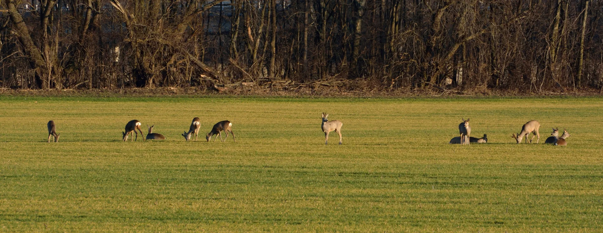 Chevreuil Capreolus capreolus — chevreuil grand gibier élevage GIBIS Isère — photo 10