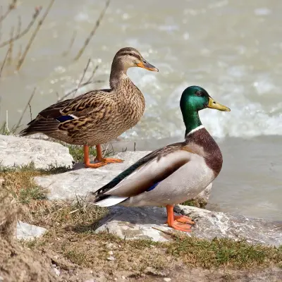 Couple de canards colverts : mâle à tête verte et femelle brune mouchetée
