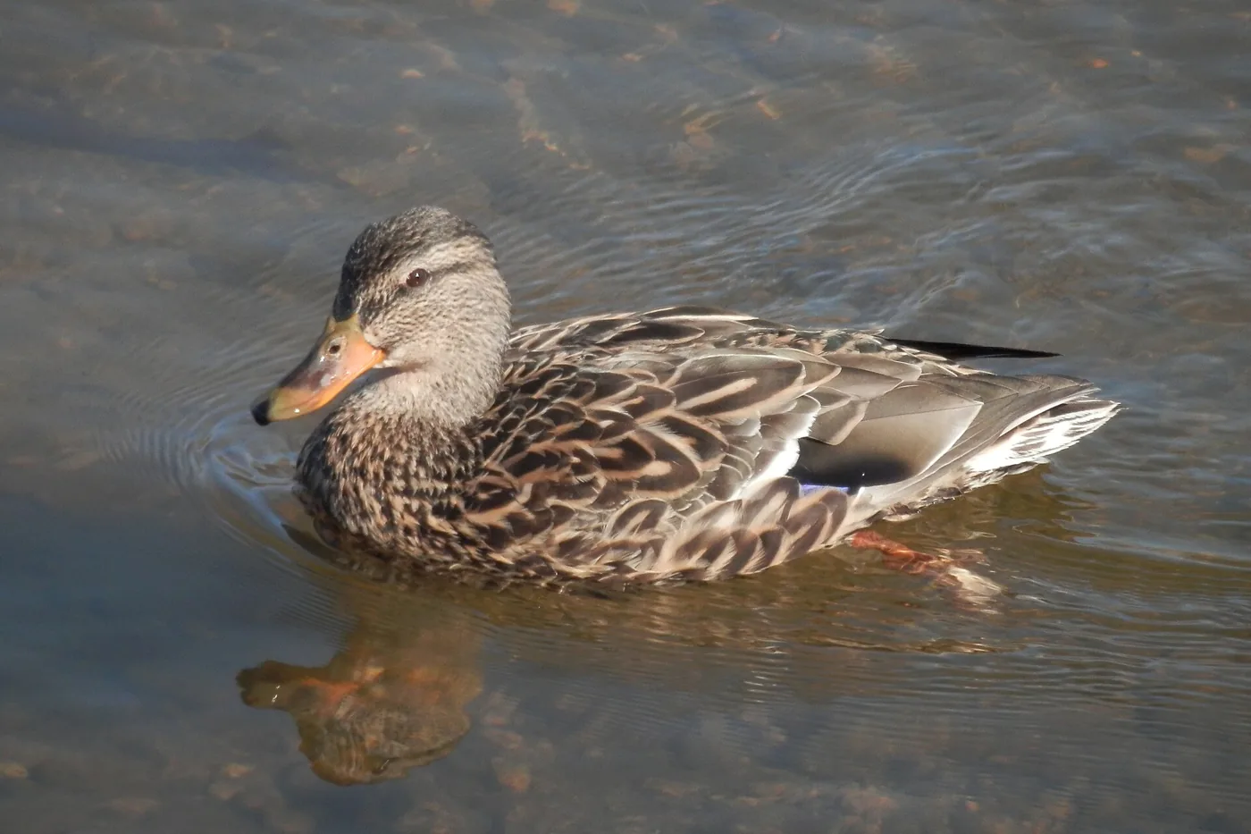 Femelle de canard colvert (Anas platyrhynchos) au plumage brun moucheté