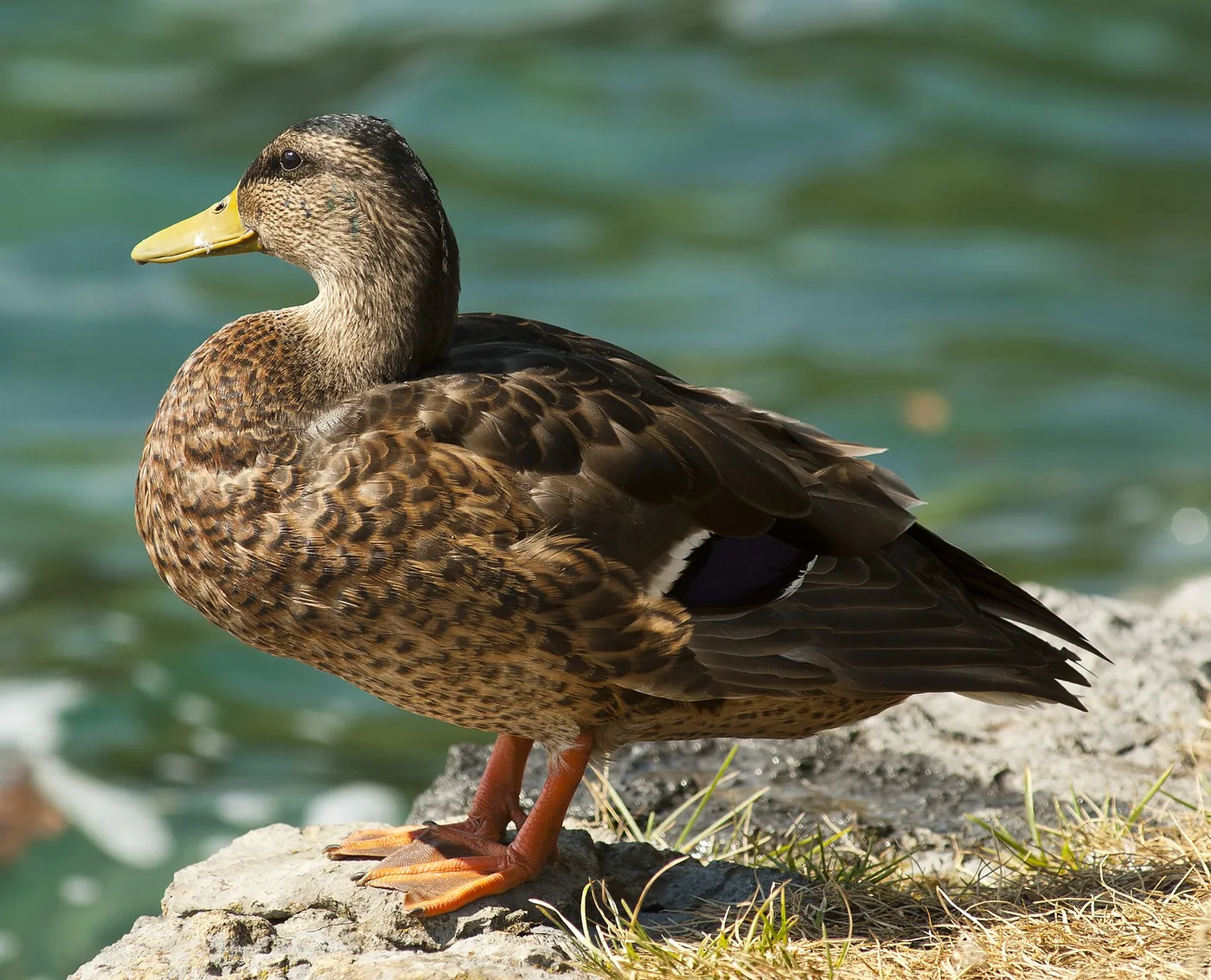 Mâle de canard colvert (Anas platyrhynchos) en plumage d'éclipse, terne et moucheté comme la femelle