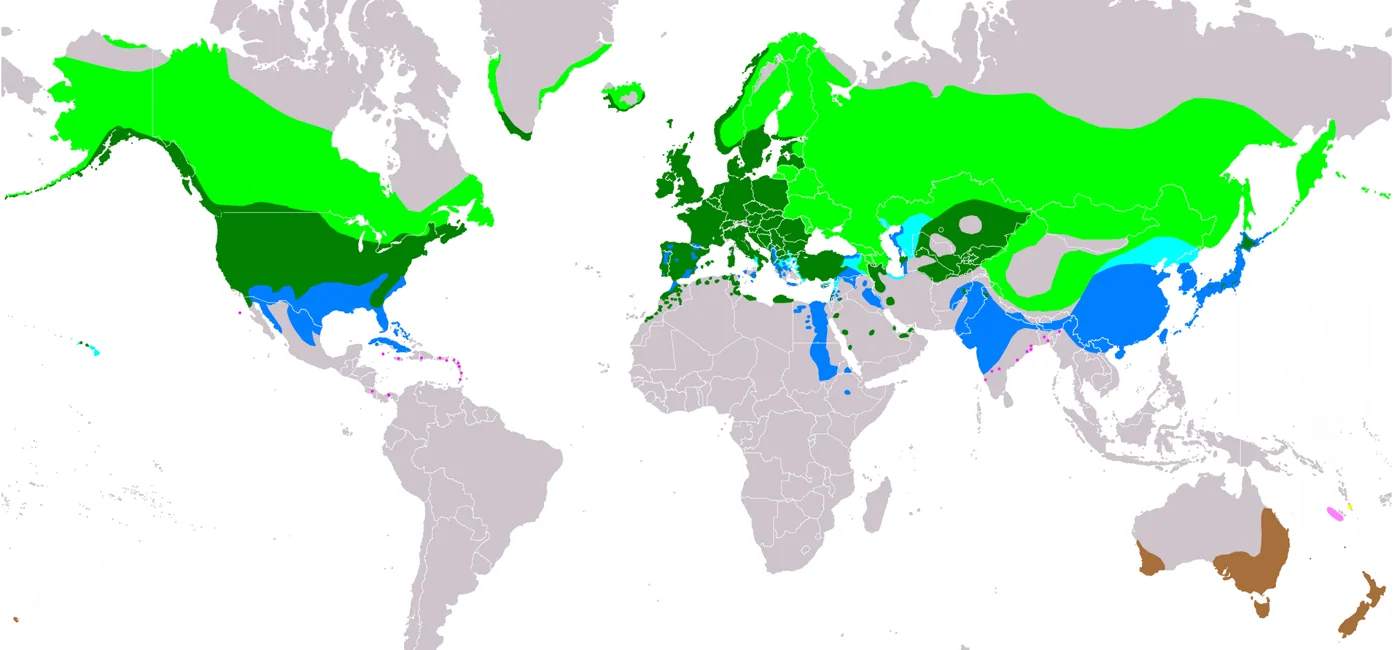 Carte de répartition mondiale du canard colvert (Anas platyrhynchos) : zones de nidification, sédentaires et d'hivernage