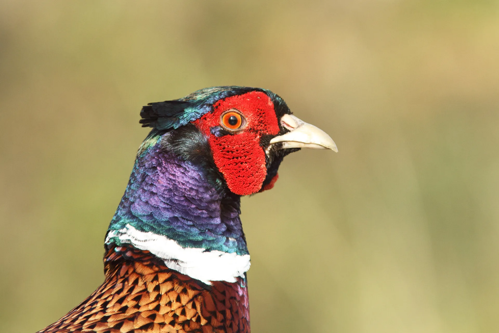 Portrait d'un coq faisan chinois : collier blanc épais, calotte gris-vert, masque rouge — souche torquatus
