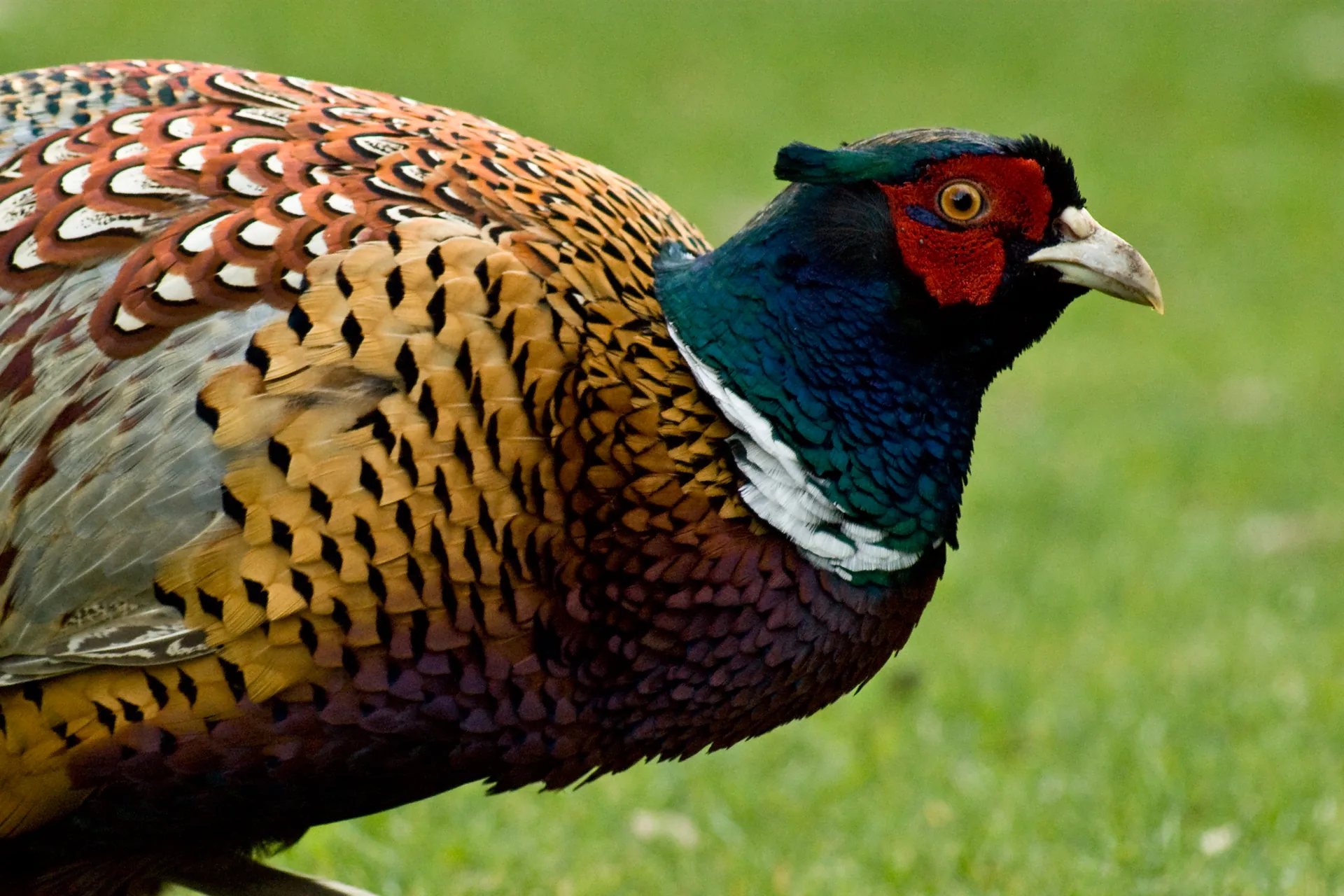 Faisan de France Phasianus colchicus — faisan de chasse repeuplement GIBIS — photo 3