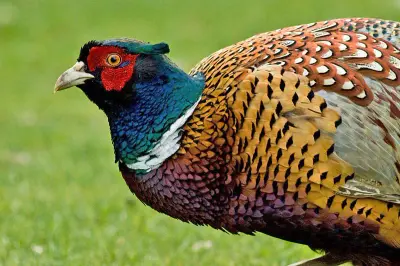 Faisan de France Phasianus colchicus — faisan de chasse repeuplement GIBIS — photo 4