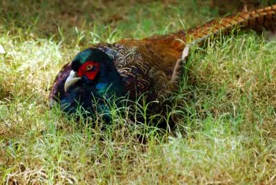 Faisan de France Phasianus colchicus — faisan de chasse repeuplement GIBIS — photo 5