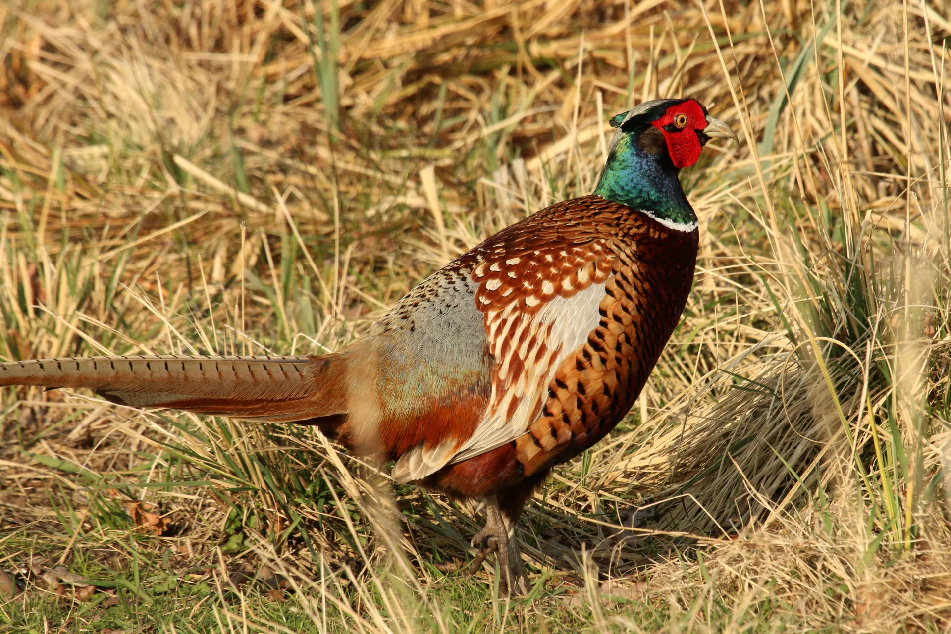 Faisan de France Phasianus colchicus — faisan de chasse repeuplement GIBIS — photo 8