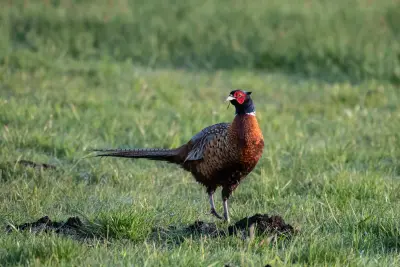Faisan PUR CHASSE® GIBIS — faisan de chasse élevé en grande volière végétalisée — photo 7