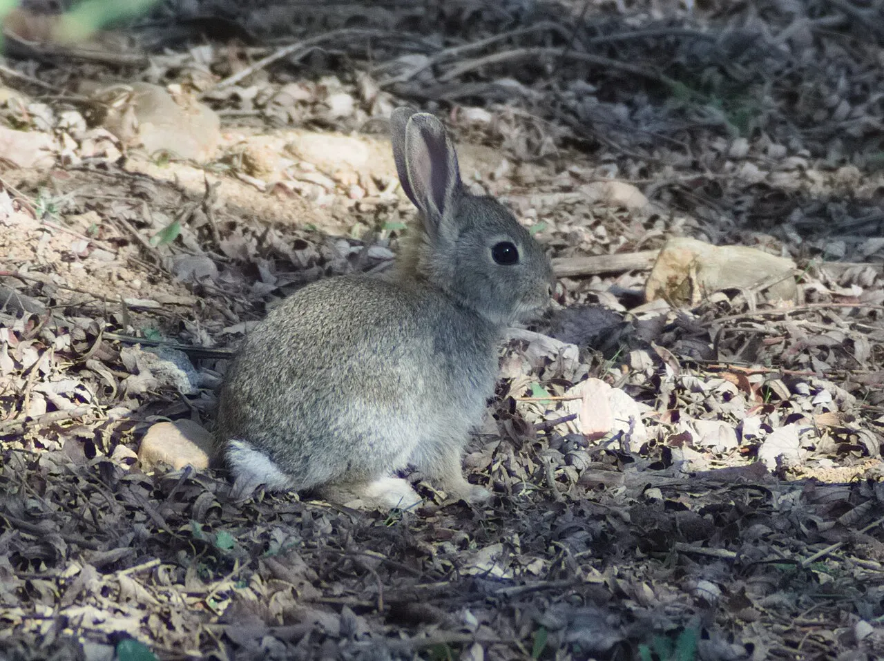 Lapins de garenne en groupe, espèce coloniale et grégaire