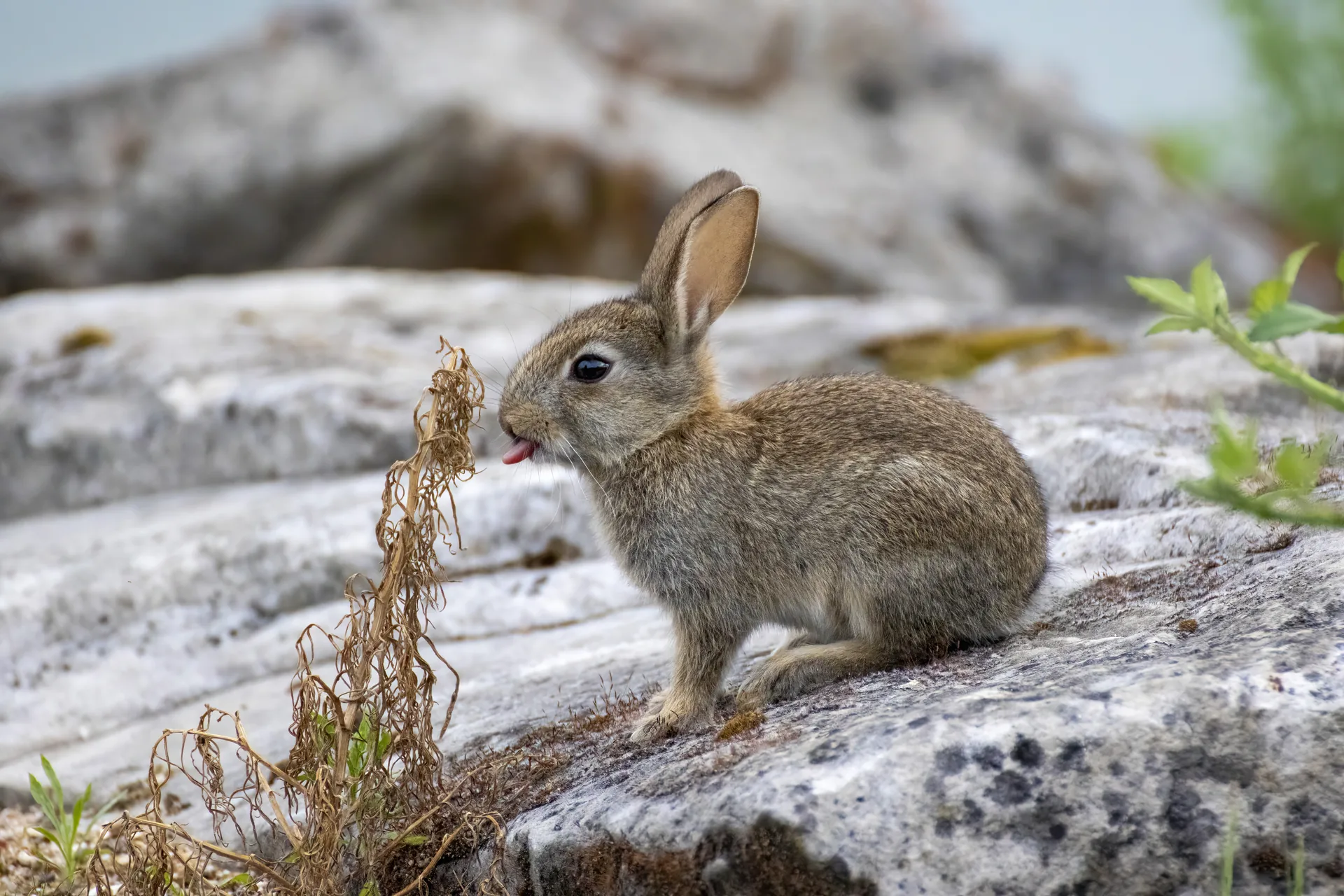 Lapin de garenne Oryctolagus cuniculus — lapin sauvage élevage repeuplement GIBIS — photo 7