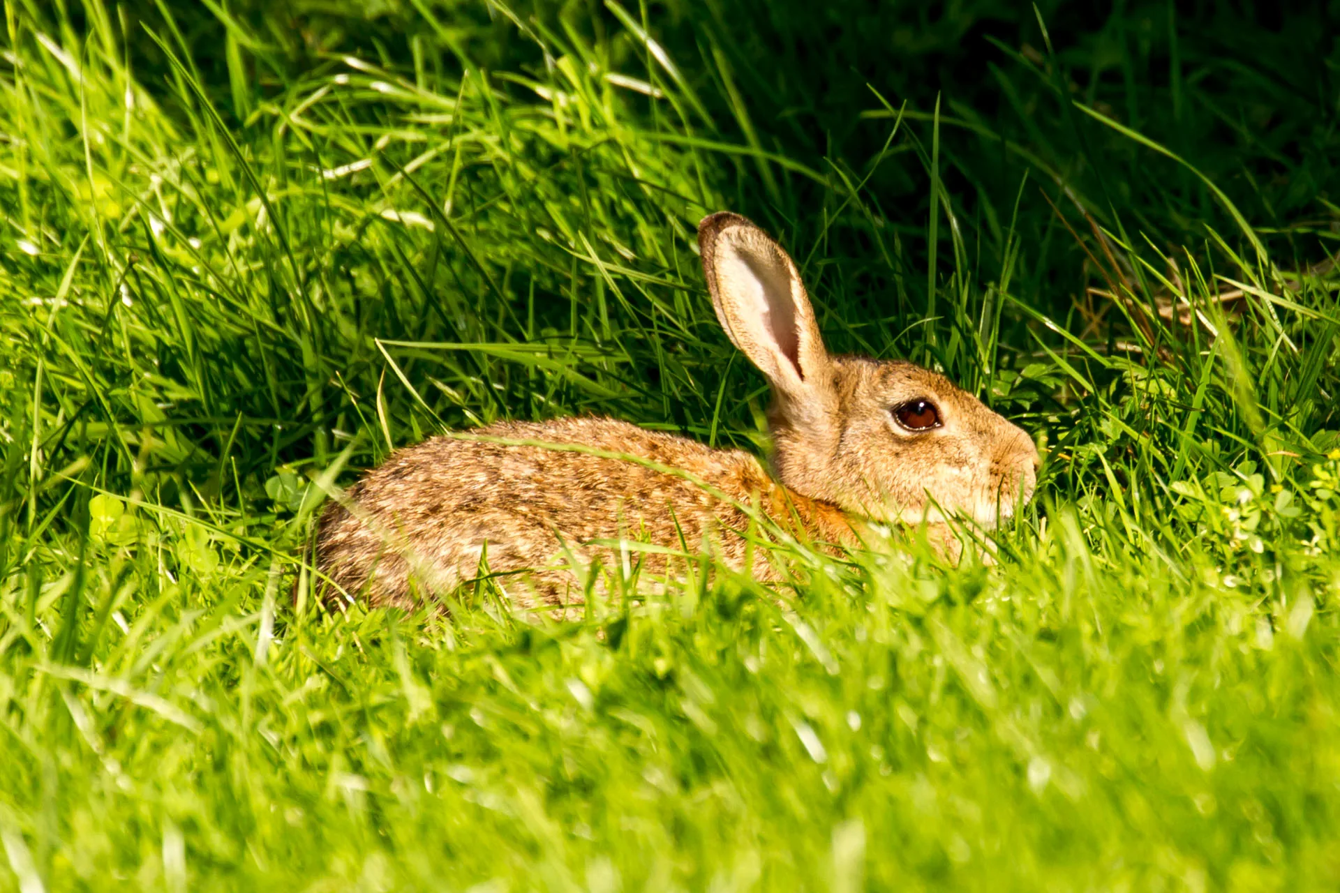 Lapin de garenne Oryctolagus cuniculus — lapin sauvage élevage repeuplement GIBIS — photo 9