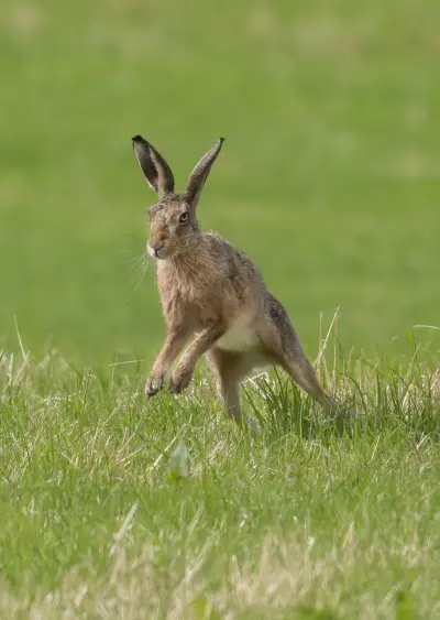 Lièvre d'Europe bondissant dans l'herbe d'une prairie