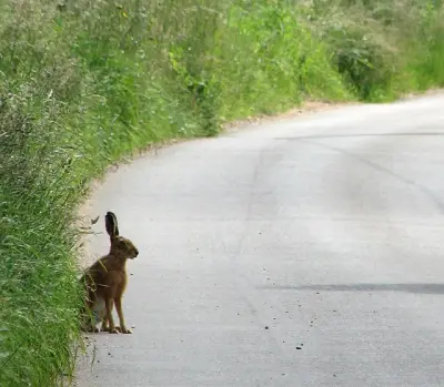 Lièvre d'Europe dressé au bord d'un chemin, contre un talus d'herbes hautes