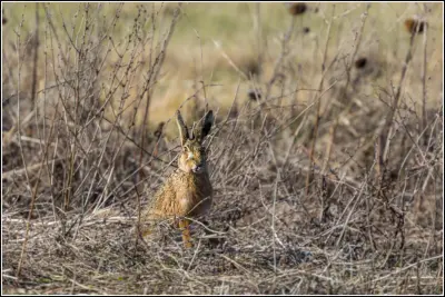 Lièvre d'Europe à l'affût dans une friche d'herbes sèches