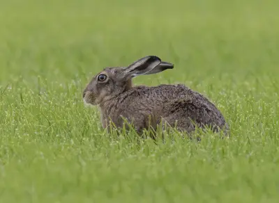 Lièvre d'Europe tapi dans l'herbe, oreilles couchées
