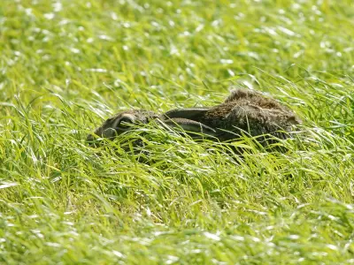 Lièvre d'Europe tapi dans son gîte à même le sol