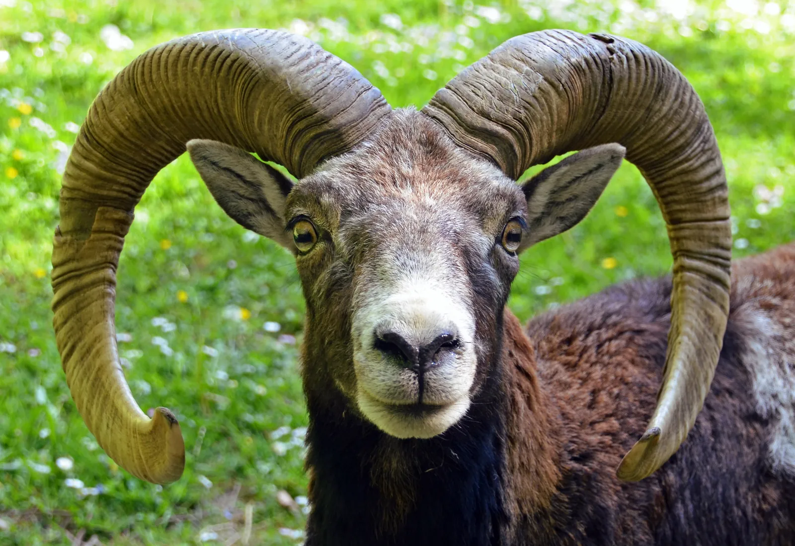 Bélier mouflon méditerranéen (Ovis gmelini musimon) de face, cornes en spirale complète — GIBIS