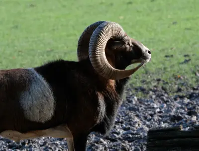 Bélier mouflon de profil montrant la selle claire sur le flanc