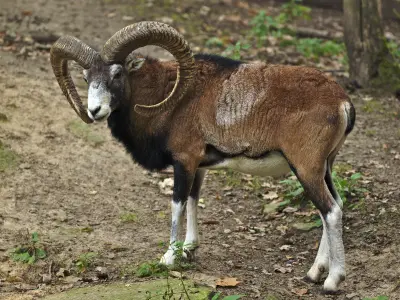 Bélier mouflon adulte debout, cornes développées