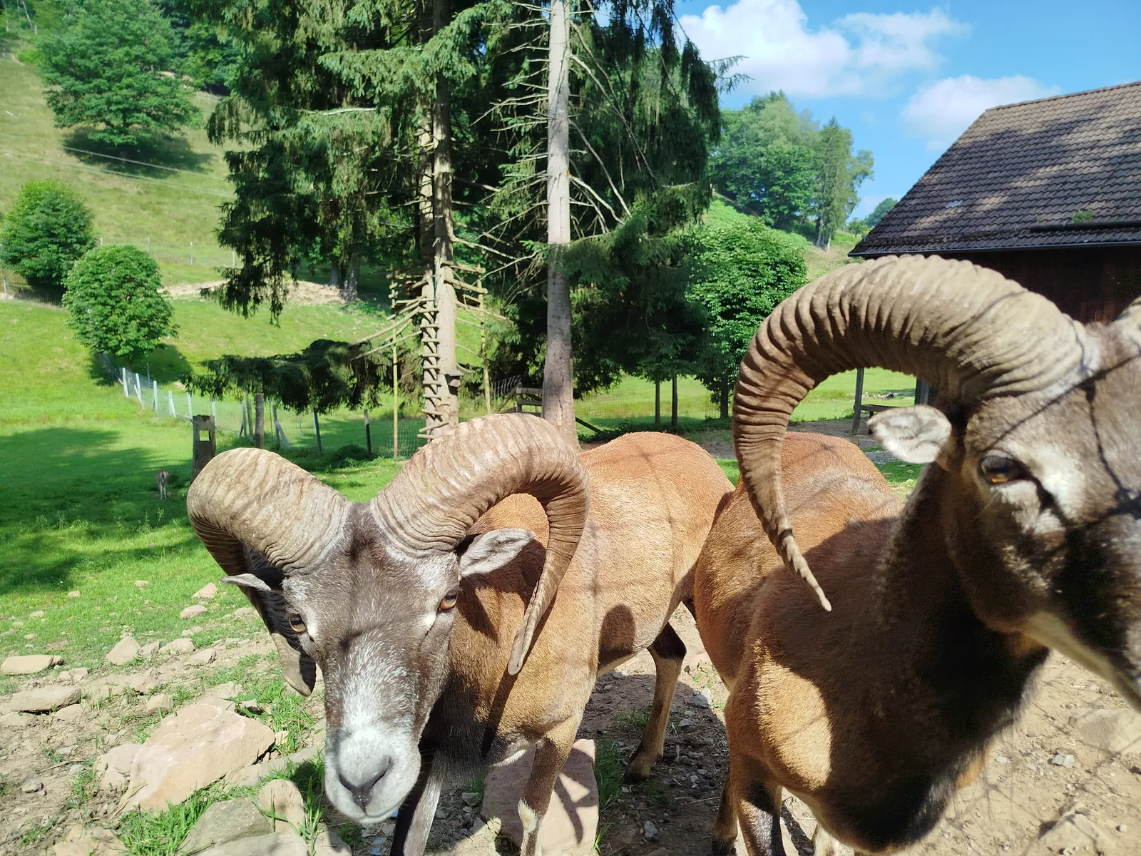 Groupe de béliers mouflons aux cornes développées dans un parc d'élevage — GIBIS