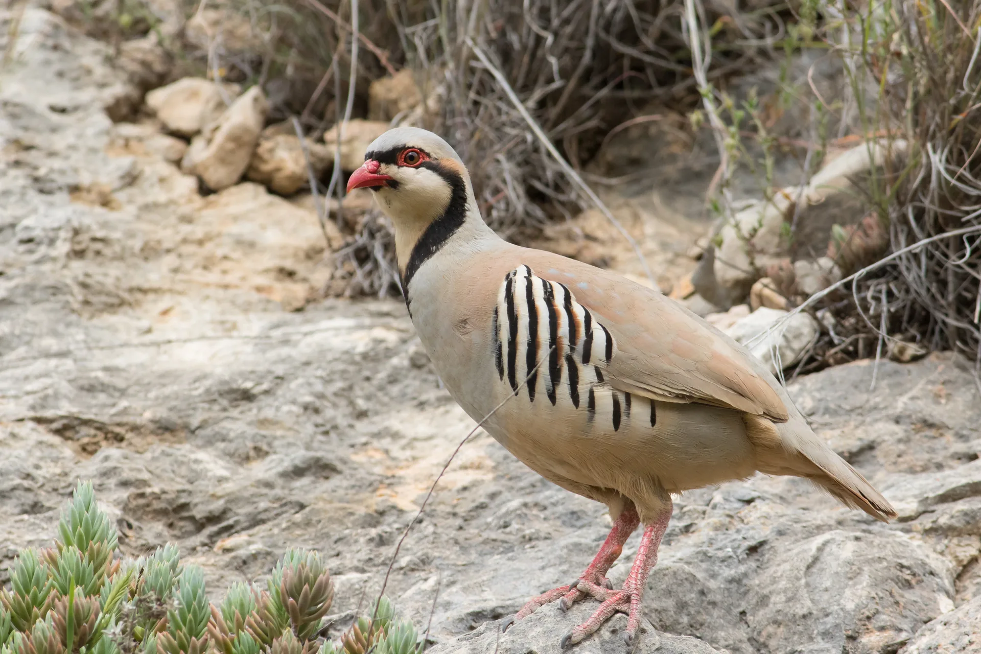 Perdrix choukar Alectoris chukar — perdrix montagne terrain rocheux GIBIS — photo 2