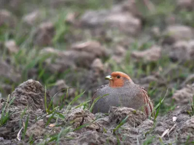Perdrix grise Perdix perdix dans un chaume