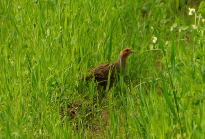 Perdrix grise adulte montrant la face rousse et la poitrine grise vermiculée