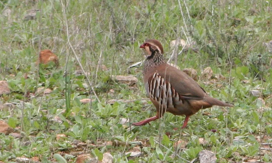 Perdrix rouge Alectoris rufa — perdrix rouge chasse repeuplement élevage GIBIS — photo 2