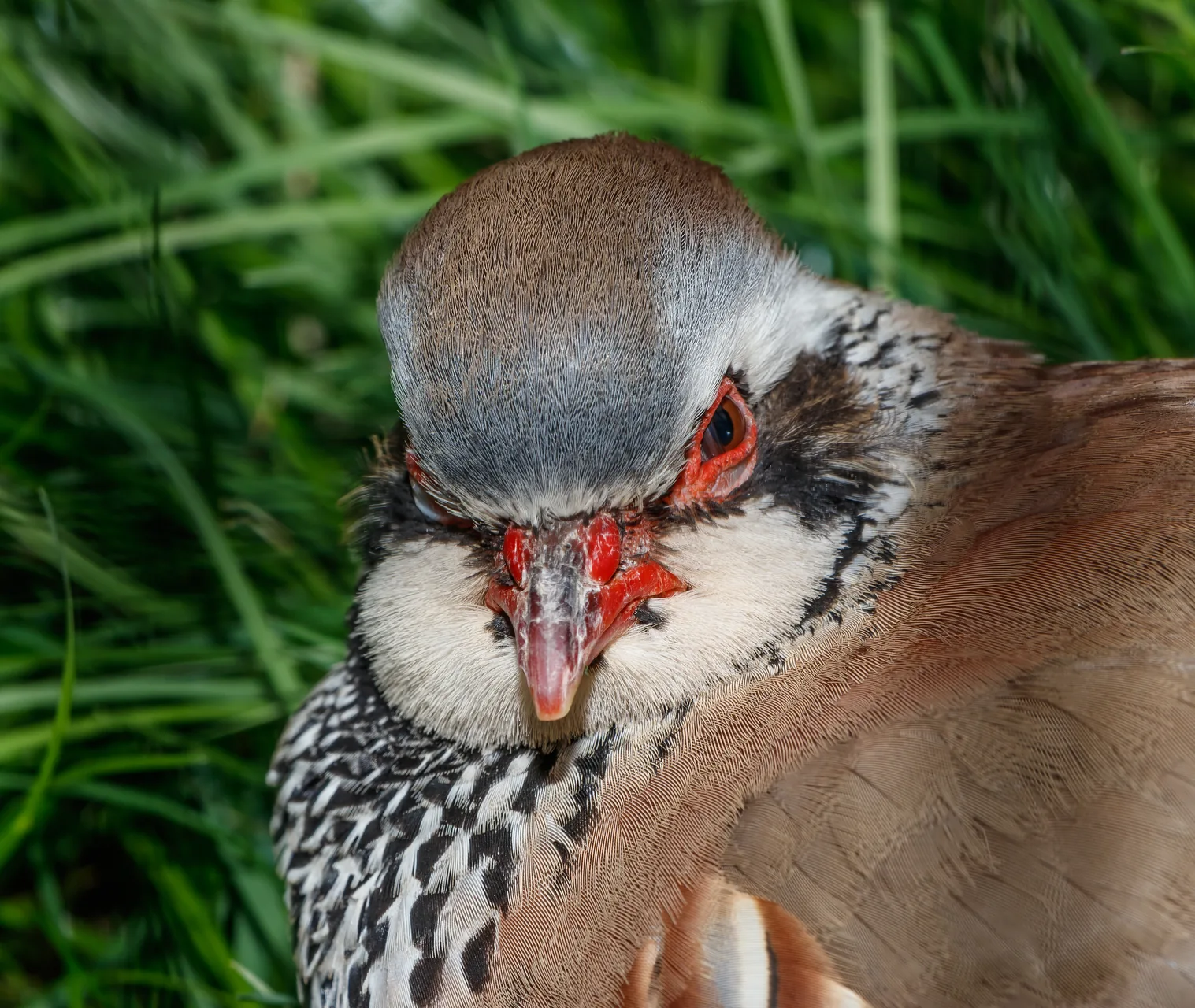 Perdrix rouge Alectoris rufa — perdrix rouge chasse repeuplement élevage GIBIS — photo 4