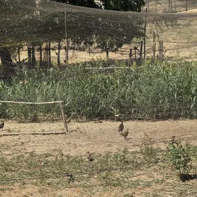 Faisandeaux dans un parc de pré-lâcher sous filets, avec cultures à gibier
