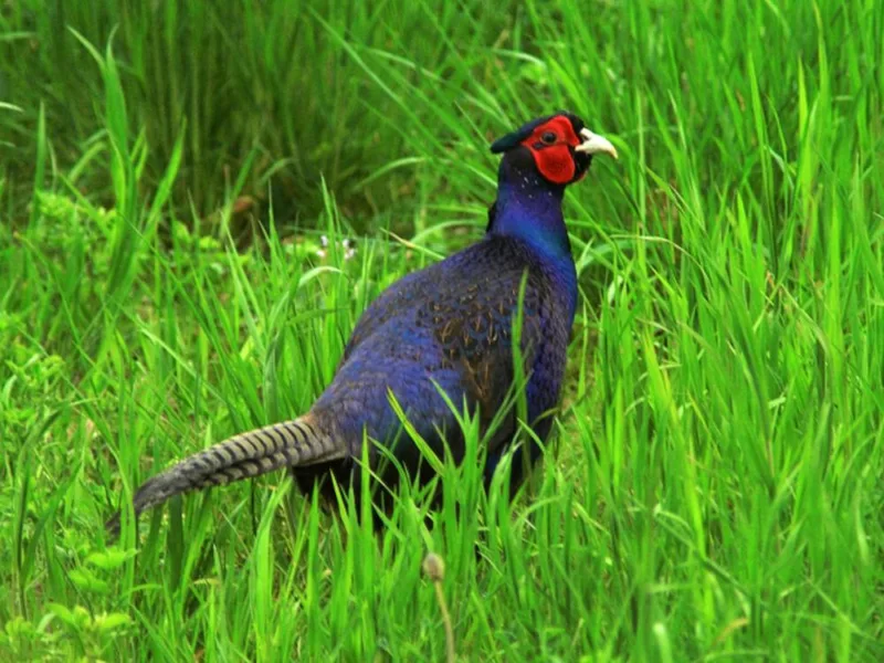 Faisans de type chinois