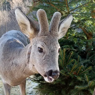 Chevreuil (Capreolus capreolus), gibier à poil de repeuplement — élevage GIBIS, livraison dans le Val-d'Oise