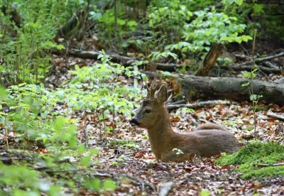 Photo de chevreuil (Capreolus capreolus) — gibier à poil de chasse, GIBIS dans l' Ain