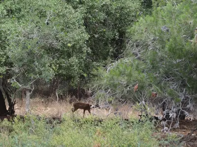 Chevreuil vivant pour ACCA et sociétés de chasse dans la Manche — Capreolus capreolus