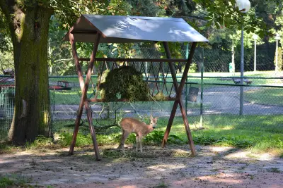 Chevreuil vivant pour ACCA et sociétés de chasse dans le Val-d'Oise — Capreolus capreolus