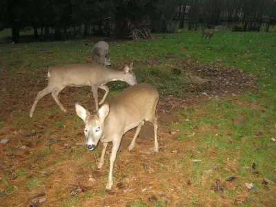 Photo de chevreuil (Capreolus capreolus) — gibier à poil de chasse, GIBIS dans les Ardennes