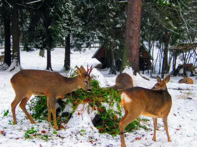 Photo de chevreuil (Capreolus capreolus) — gibier à poil de chasse, GIBIS dans le Bas-Rhin