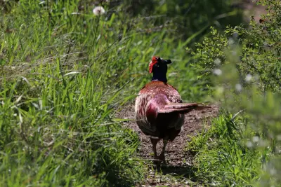 Faisan commun (Phasianus colchicus) — lâcher de repeuplement, élevage GIBIS en Dordogne