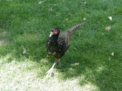 Faisan commun (Phasianus colchicus), gibier à plume de repeuplement — élevage GIBIS, livraison dans les Pyrénées-Orientales