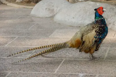 Photo de faisan commun (Phasianus colchicus) — gibier à plume de chasse, GIBIS dans la Nièvre