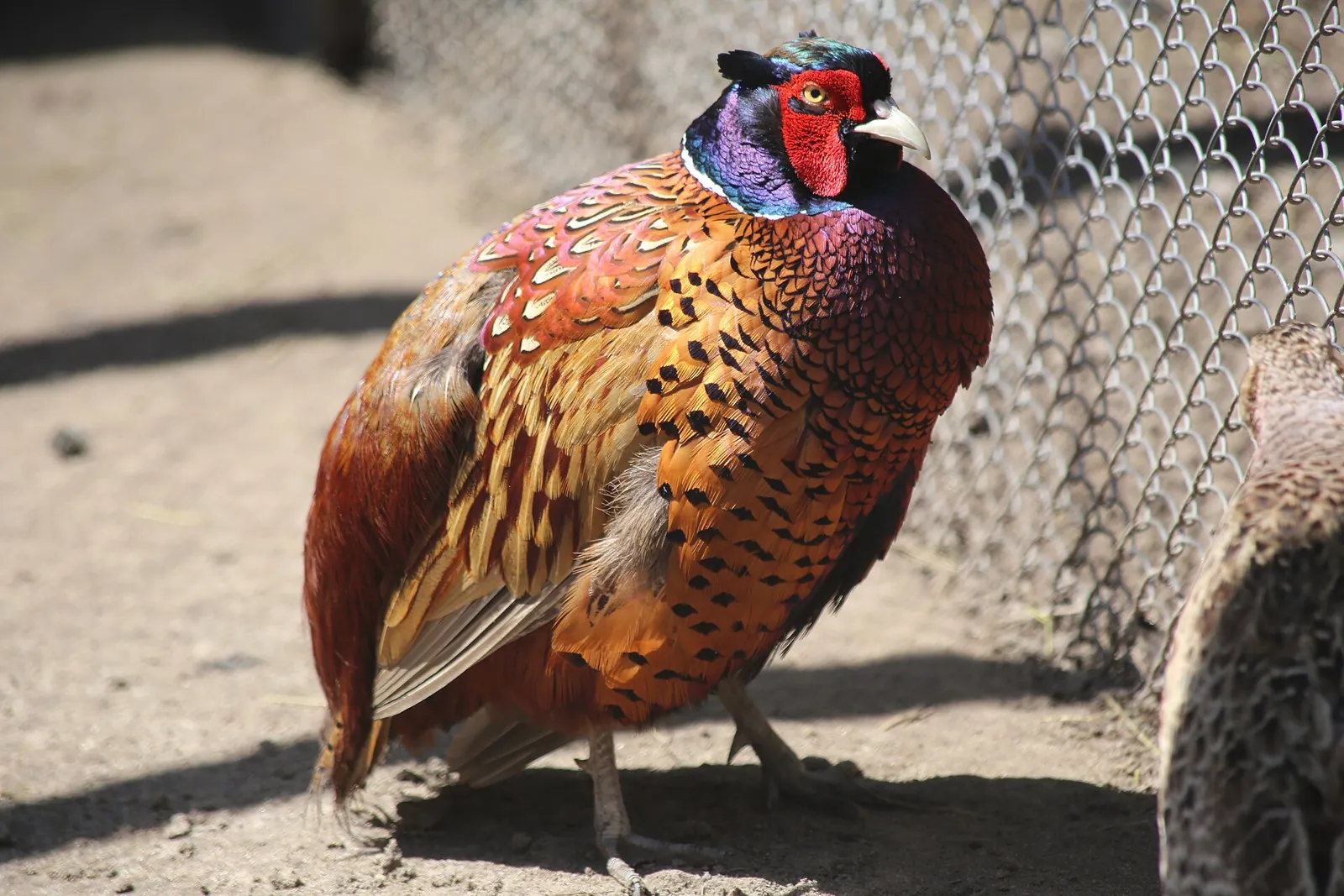 Photo de faisan commun (Phasianus colchicus) — gibier à plume de chasse, GIBIS dans l' Oise