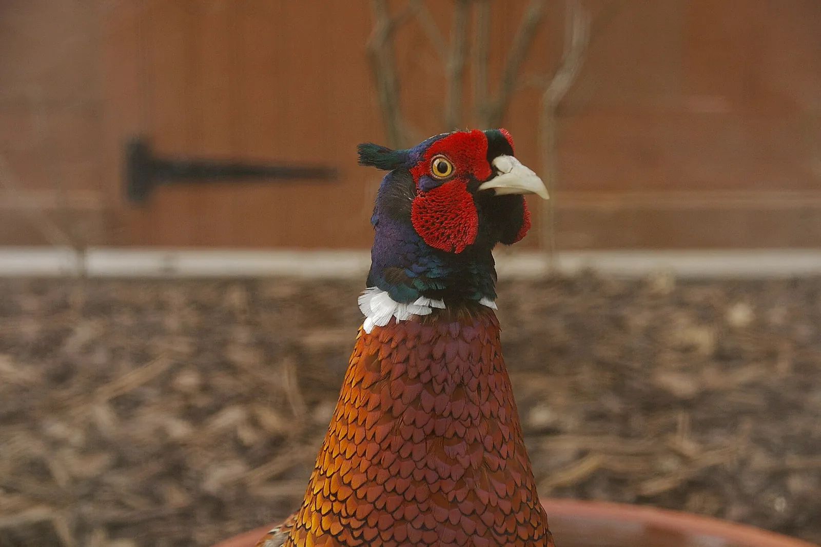 Photo de faisan commun (Phasianus colchicus) — gibier à plume de chasse, GIBIS dans l' Ain