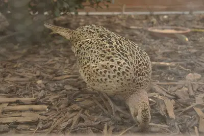 Faisan commun (Phasianus colchicus), gibier à plume de repeuplement — élevage GIBIS, livraison dans le Haut-Rhin