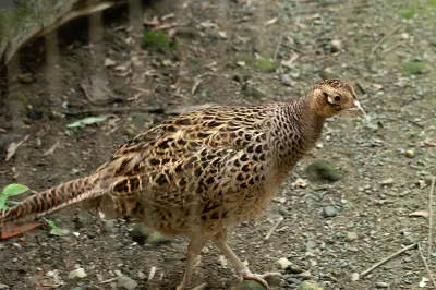Faisan commun (Phasianus colchicus) — lâcher de repeuplement, élevage GIBIS en Savoie