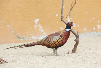 Faisan commun (Phasianus colchicus), gibier à plume de repeuplement — élevage GIBIS, livraison dans le Doubs