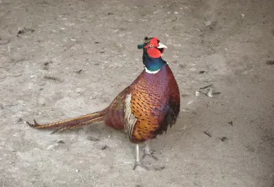 Faisan commun (Phasianus colchicus), gibier à plume de repeuplement — élevage GIBIS, livraison en Côte-d'Or