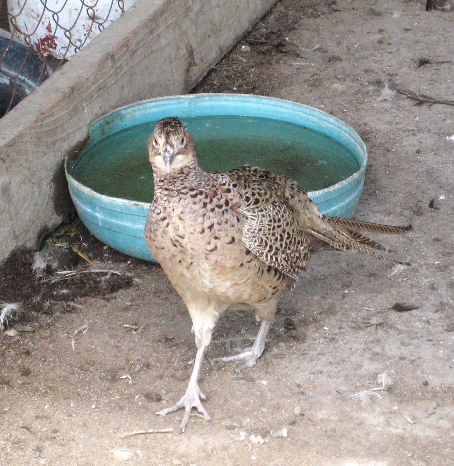 Photo de faisan commun (Phasianus colchicus) — gibier à plume de chasse, GIBIS en Dordogne